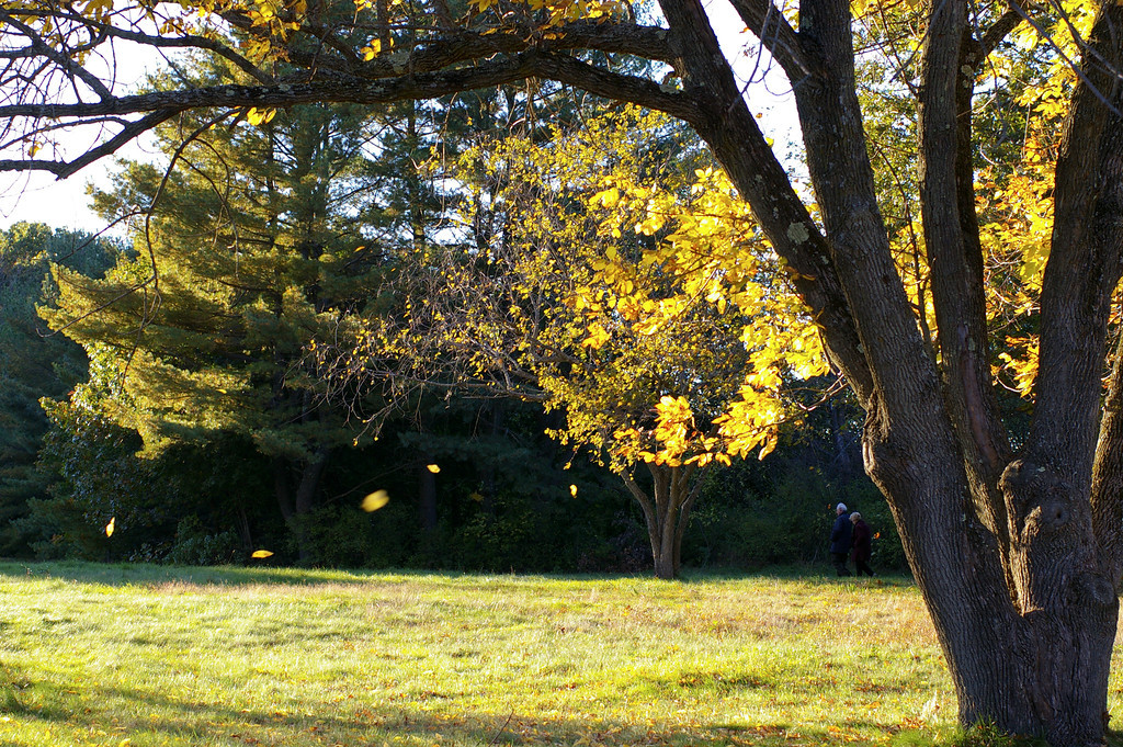 Falling Leaves