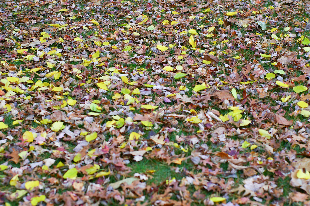 Yellow and Brown