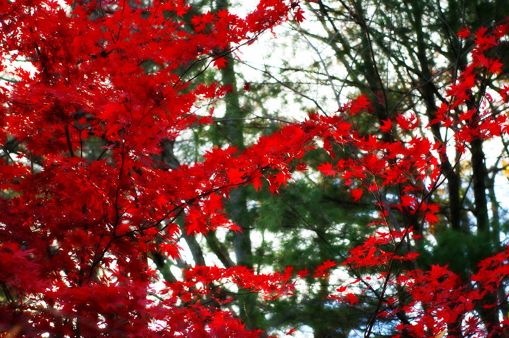 Japanese Maple Foliage