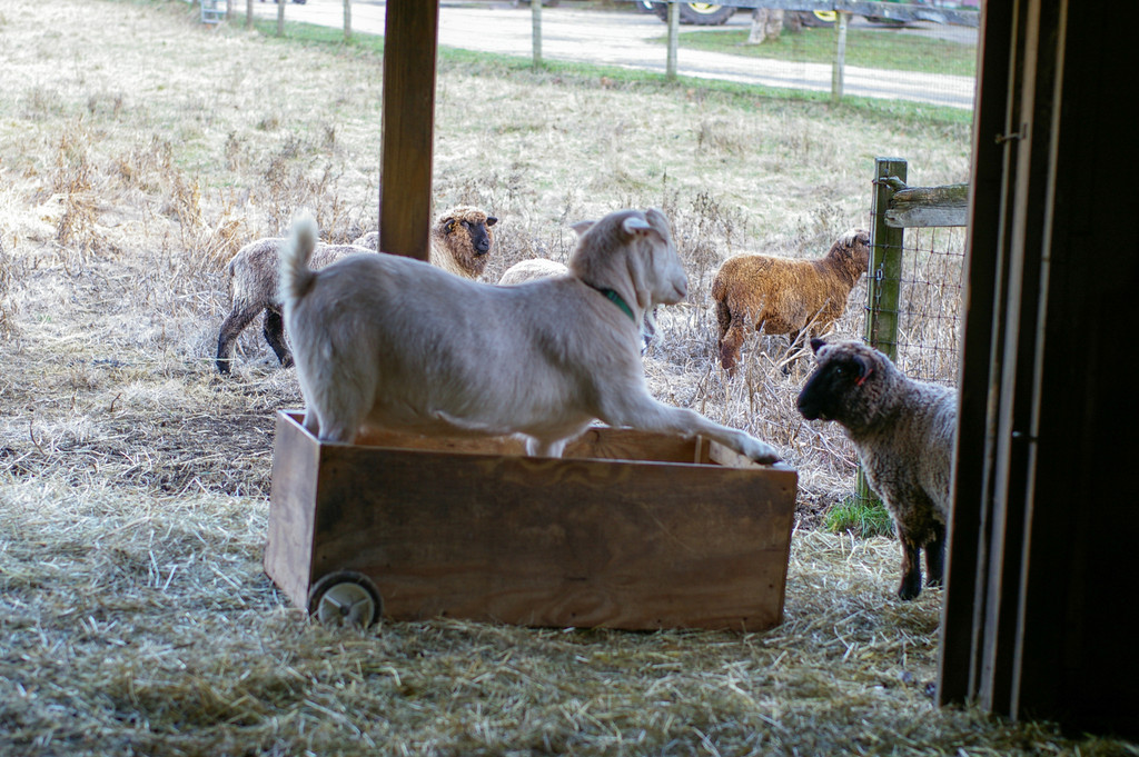 Goat in a Box