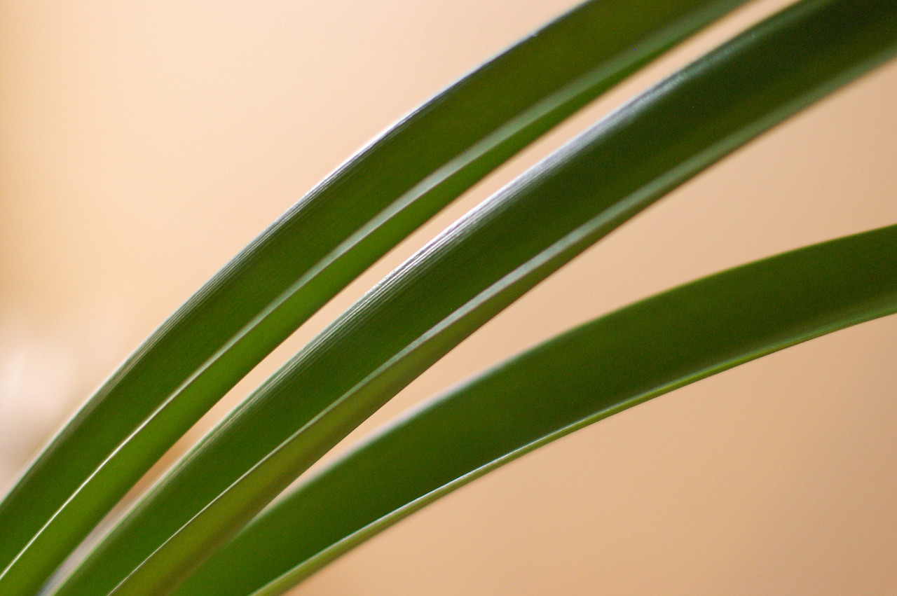 Amaryllis Leaves