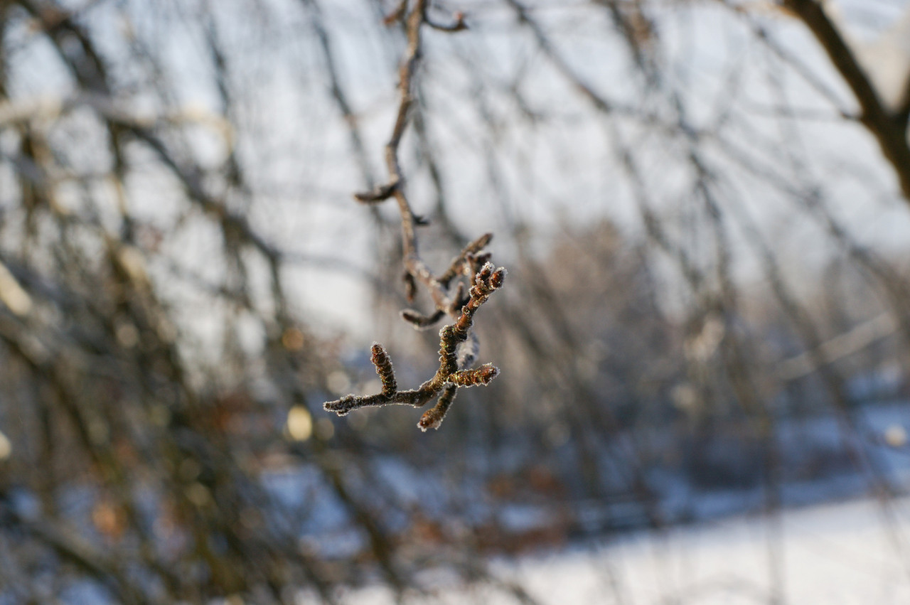 Frosty Branch