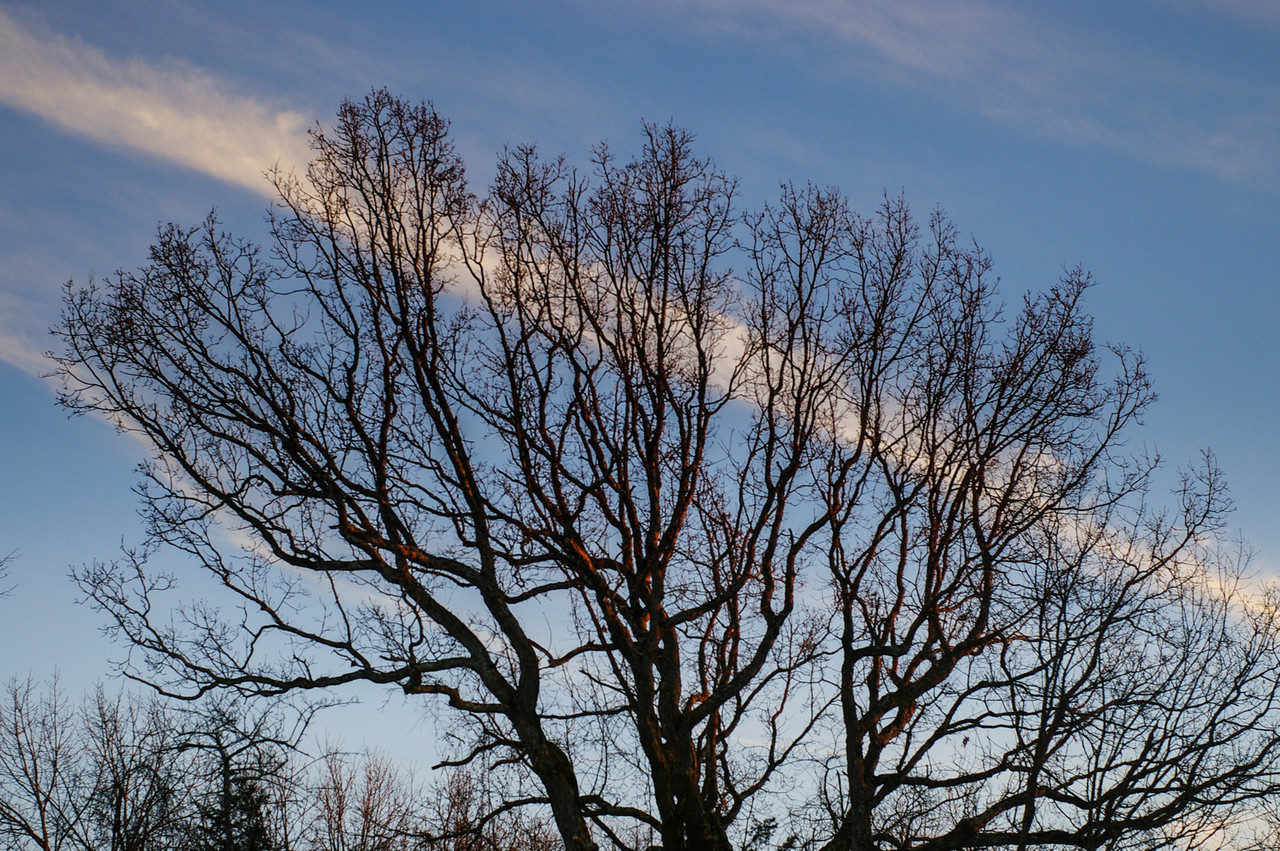 Winter Tree