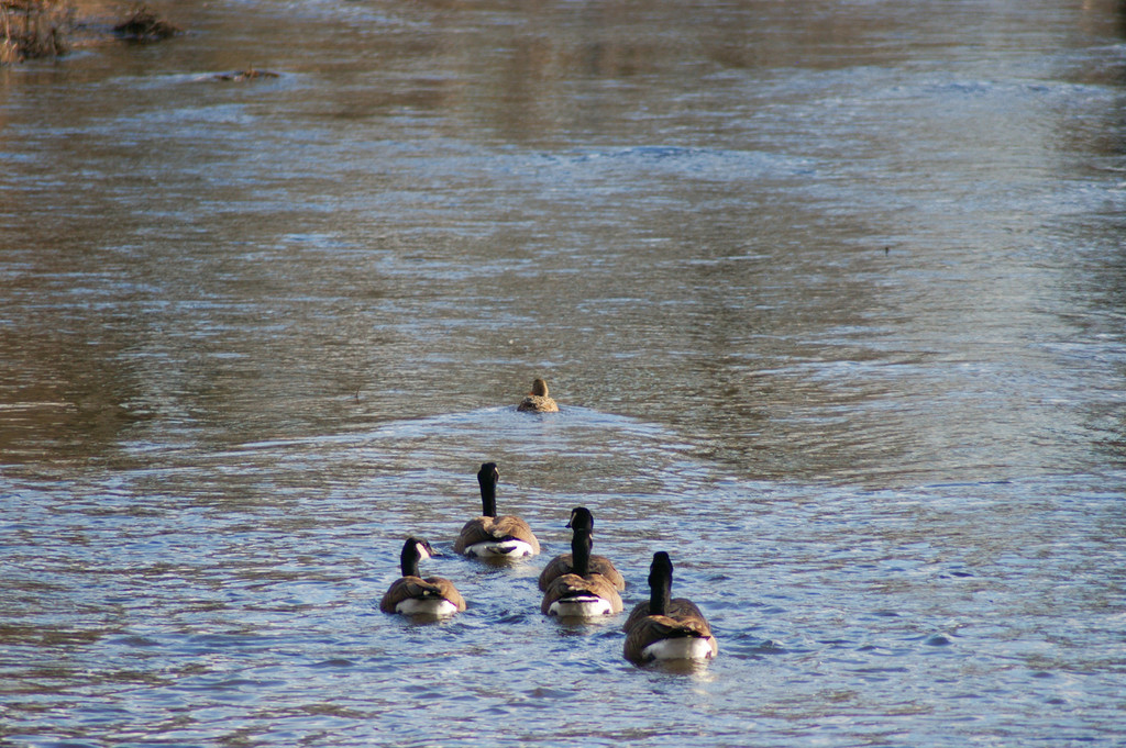 Follow Mrs Mallard