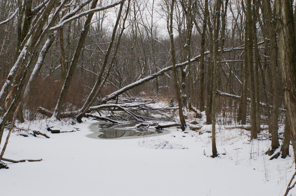 Winter Scene