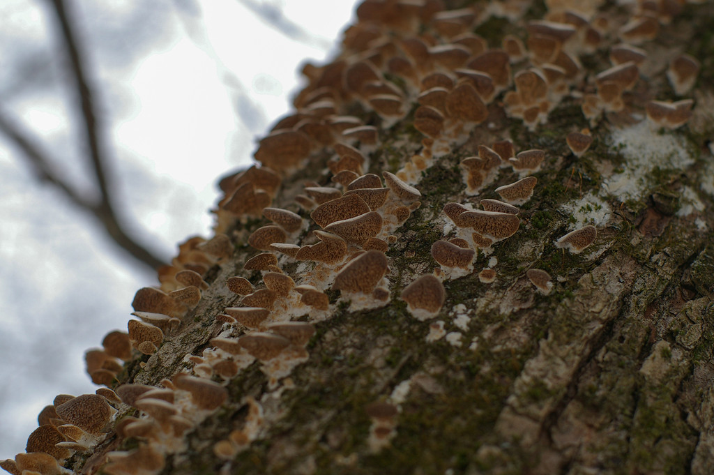 Wood Ears