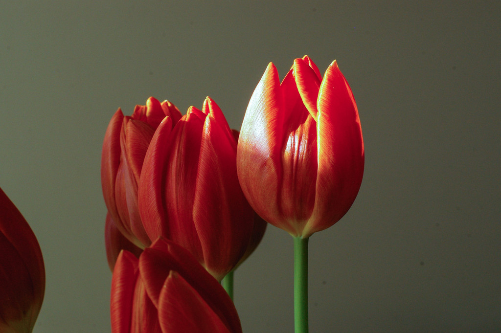Tulip in the sun