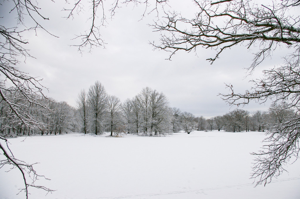 Snowy Field