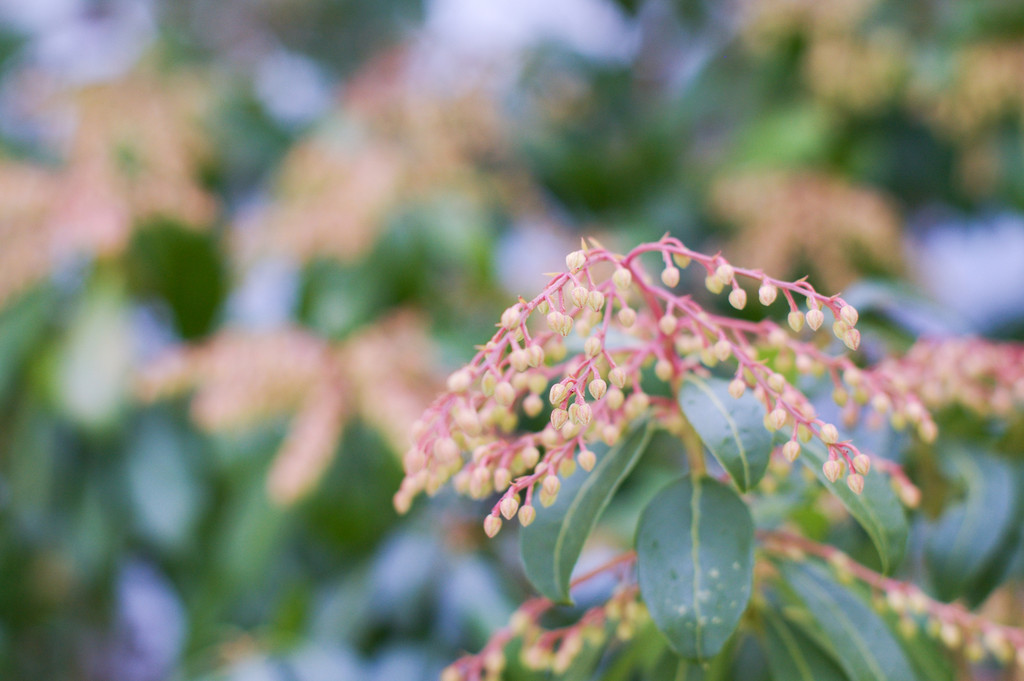 Andromeda Buds