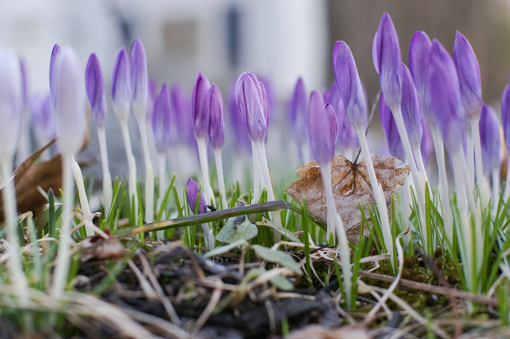 Crocus Time