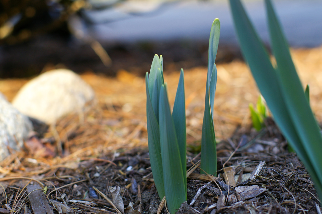 Daffodil shoots