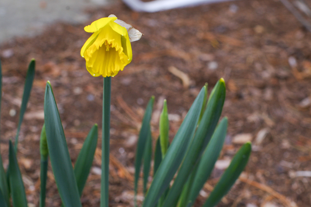 First Daff