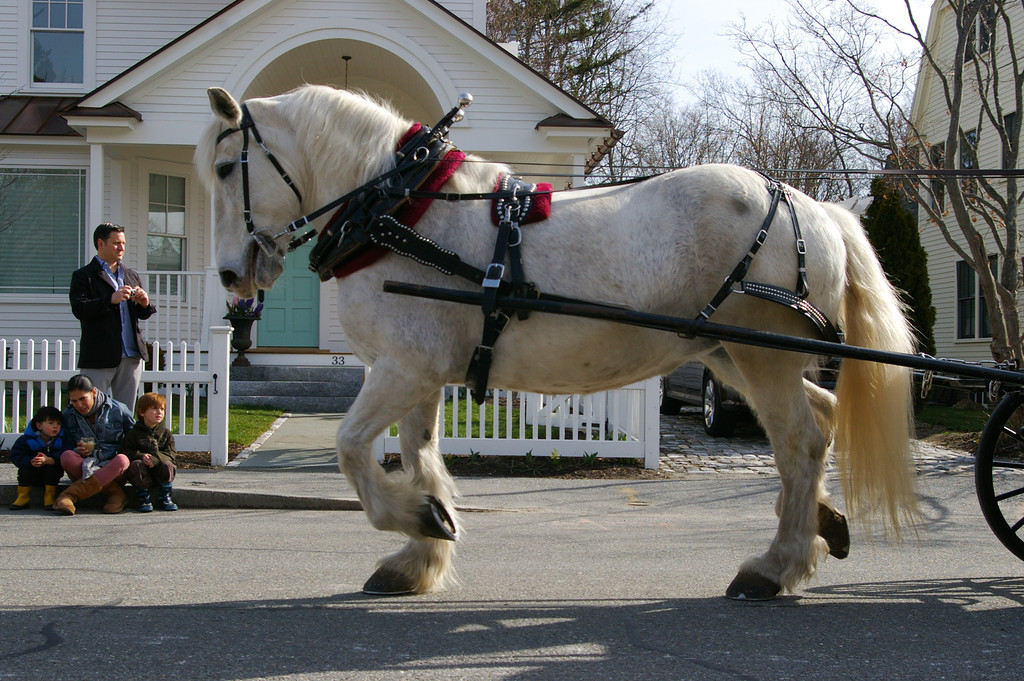 Patriotic Horse