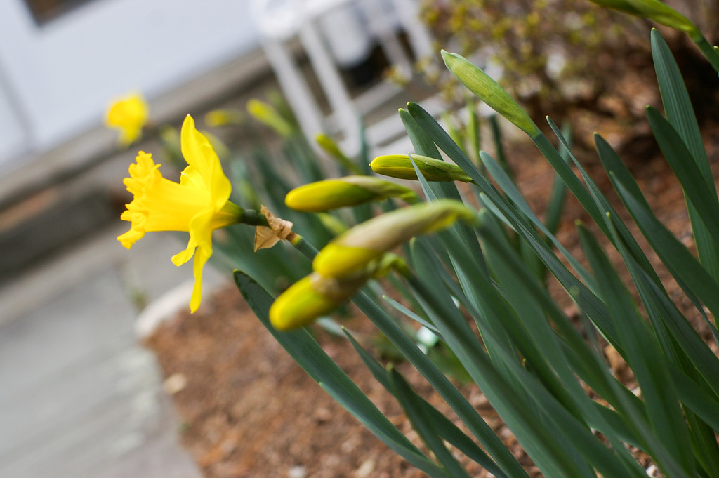 Daffodils. Again.