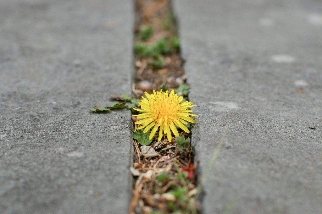 Intrepid Dandelion