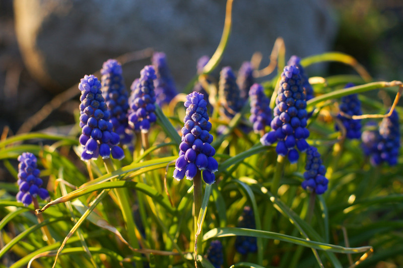 Grape Hyacinth