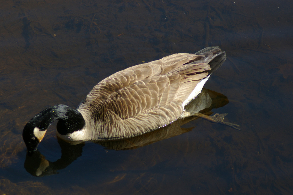 Dunk, Dunk, Goose