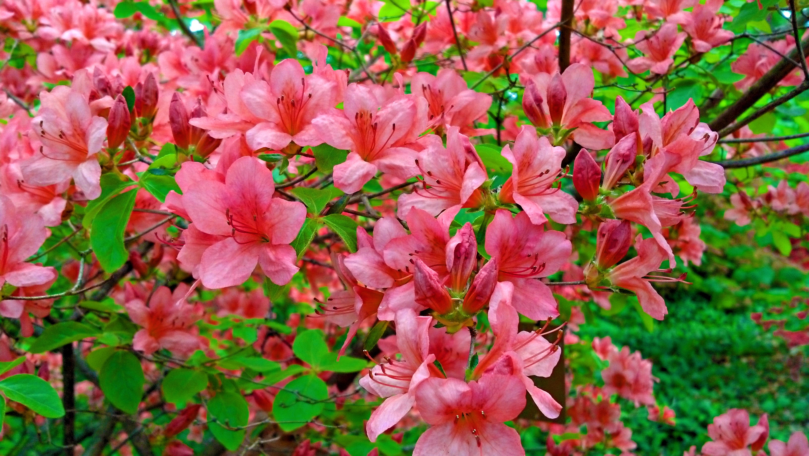 Azaleas