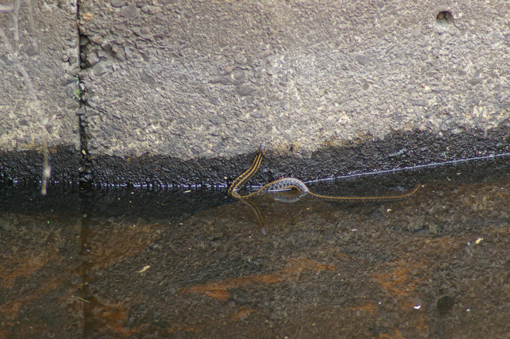 Swimming Snake