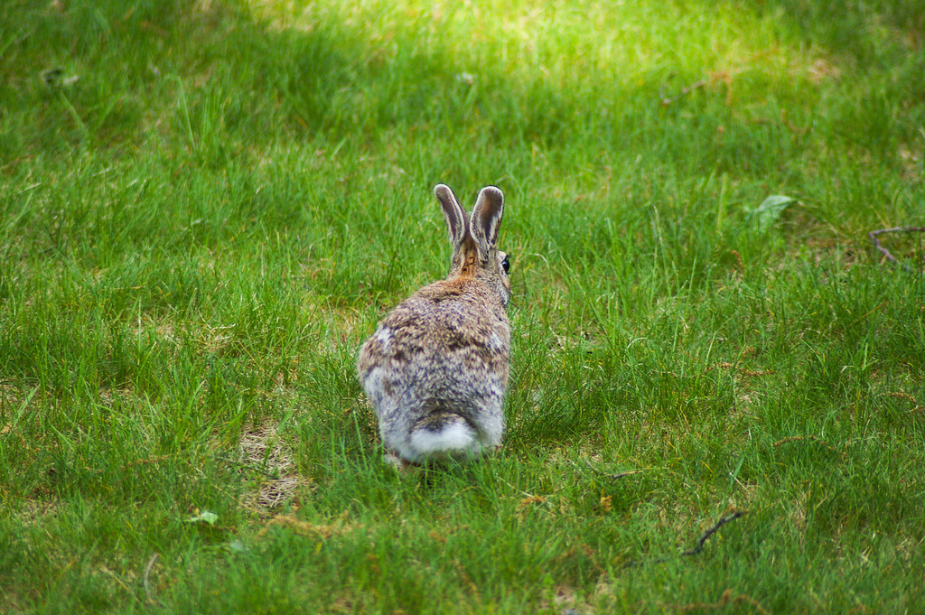 Eavesdropping Bunny