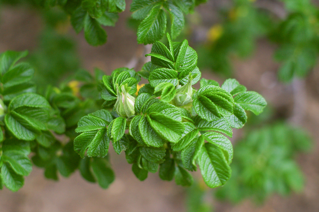 Beach Rose Bud