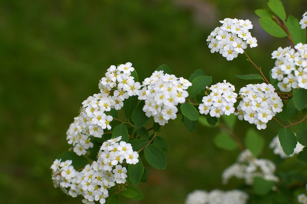 Flowering Shrub