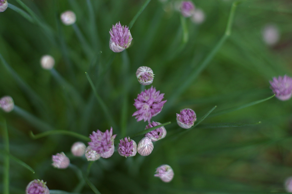 Chives, from above
