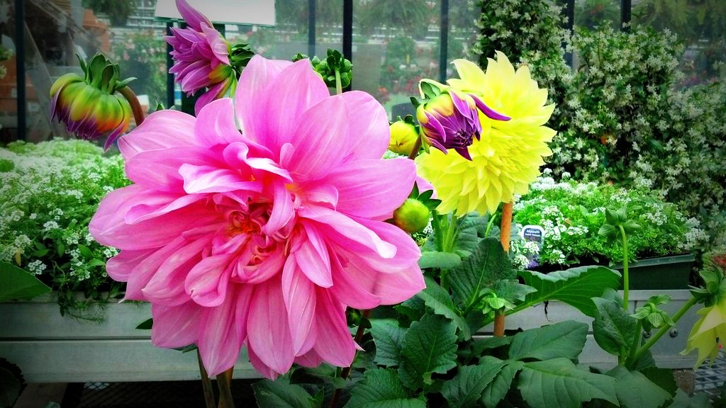 Big Dahlias