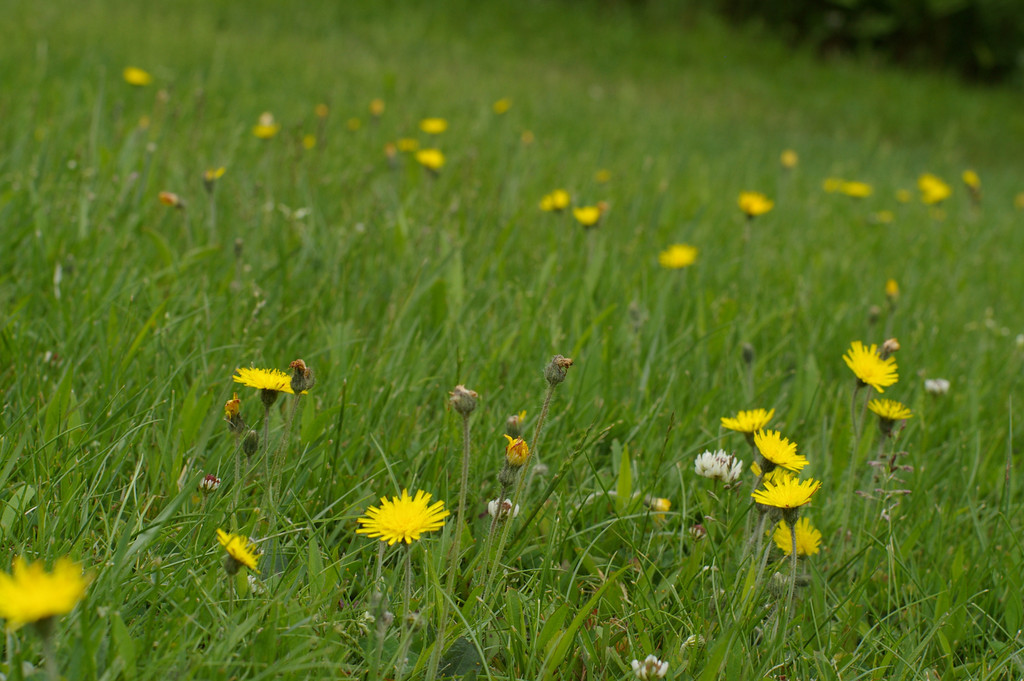 Optimistic Flowers