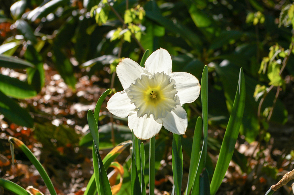 Yettanother Daffodil