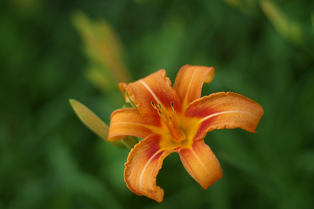 Orange Lily