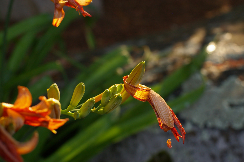 Hang in there, flower