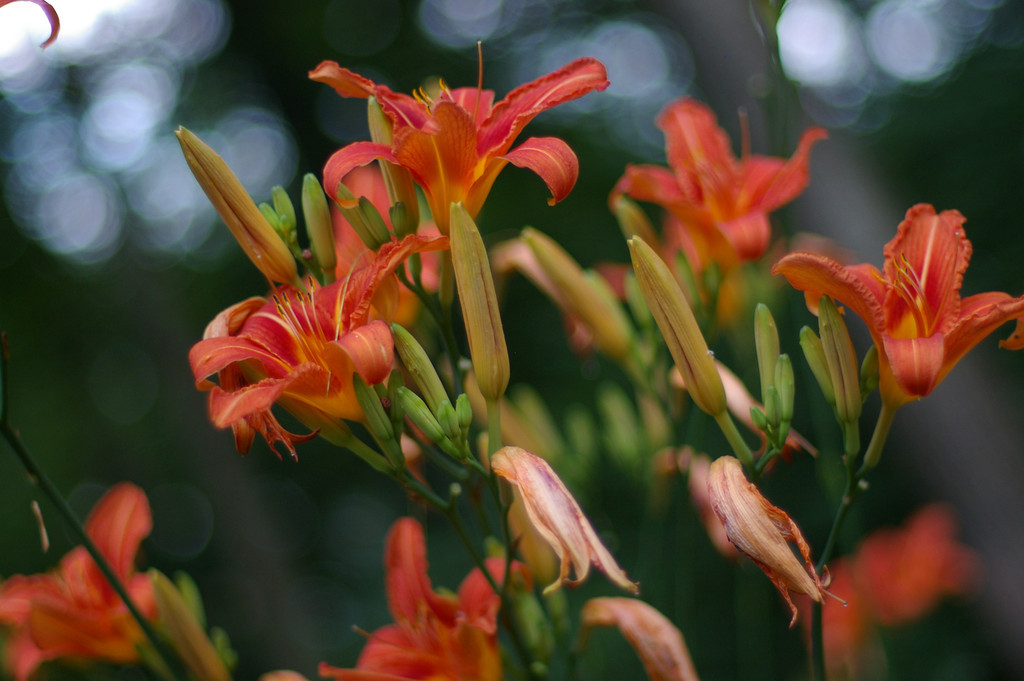 Lily Season