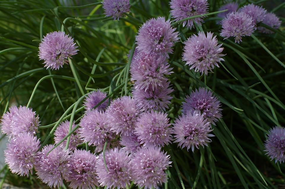 Day 1 – Spring – Chive Blossoms