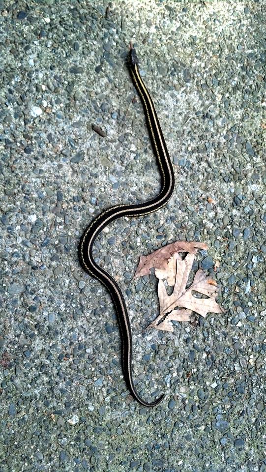 Day 28 – Choice – Snake in the driveway