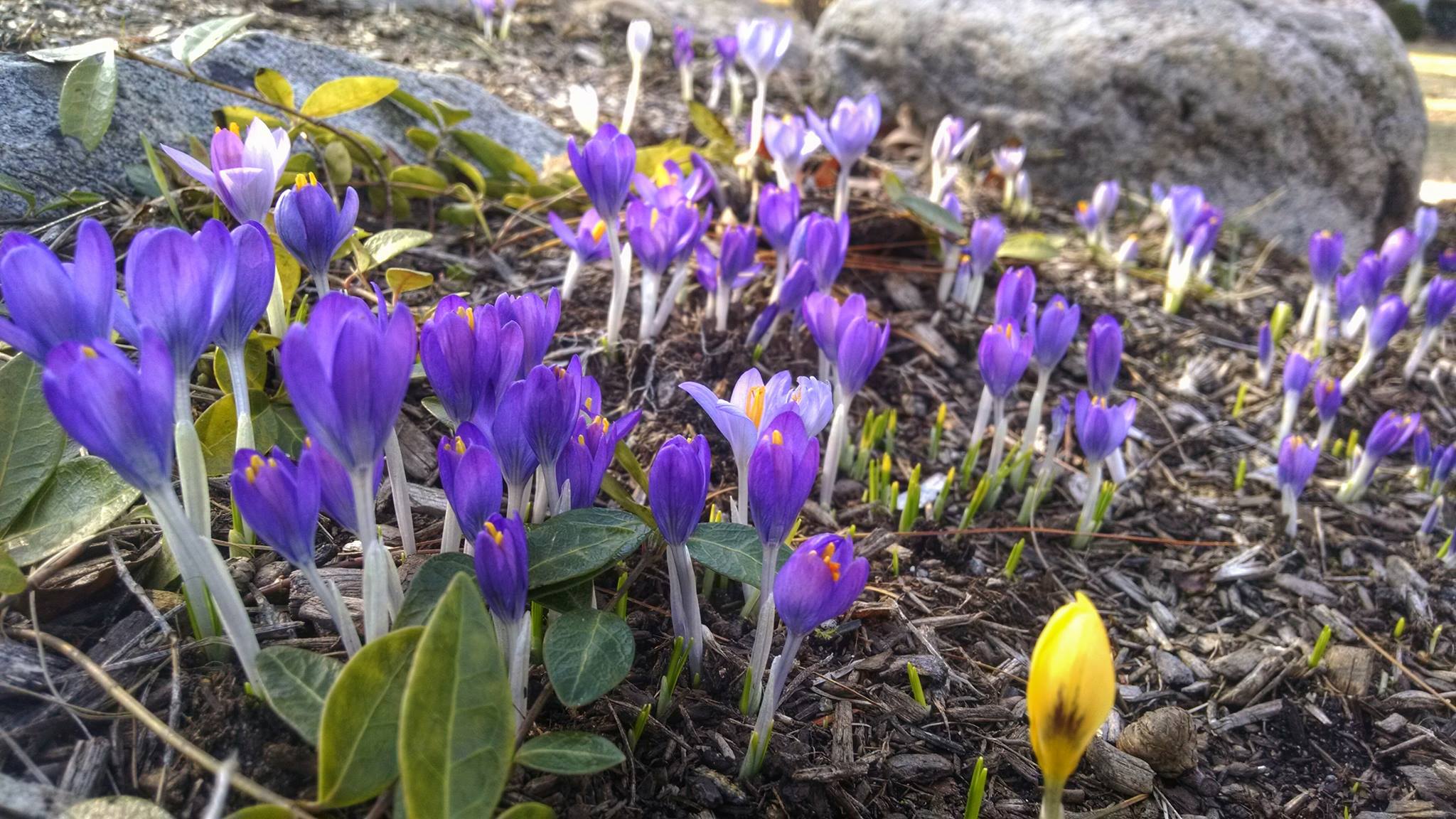 Day 11 – Bloom
