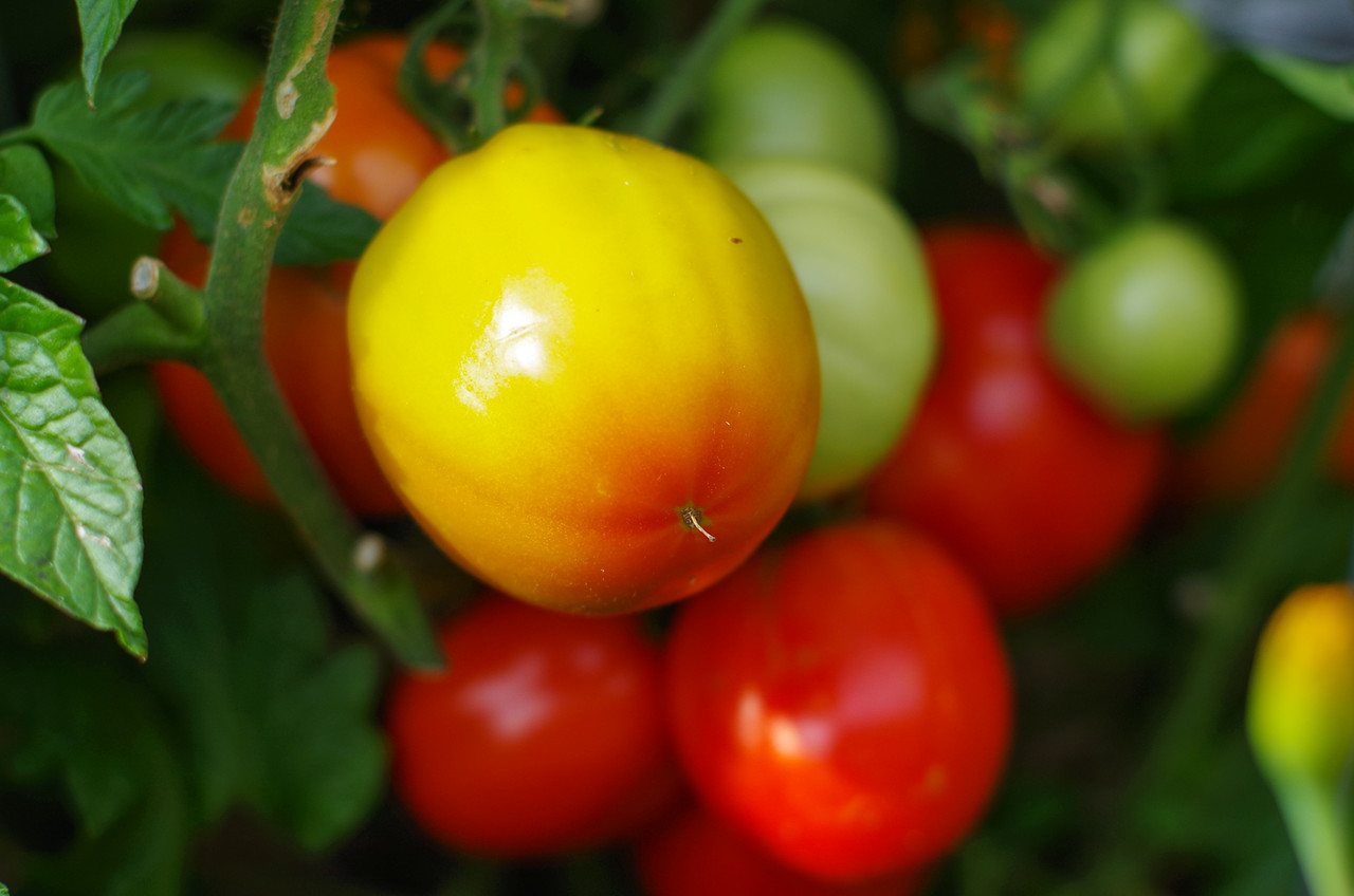 Day 10 – Choice – Tomaters