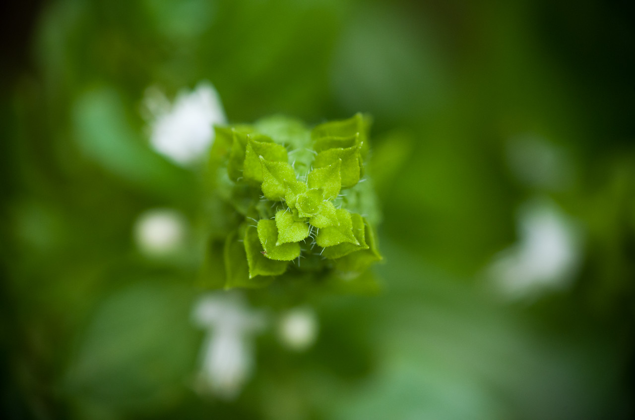 Day 19 – Basil Flowers