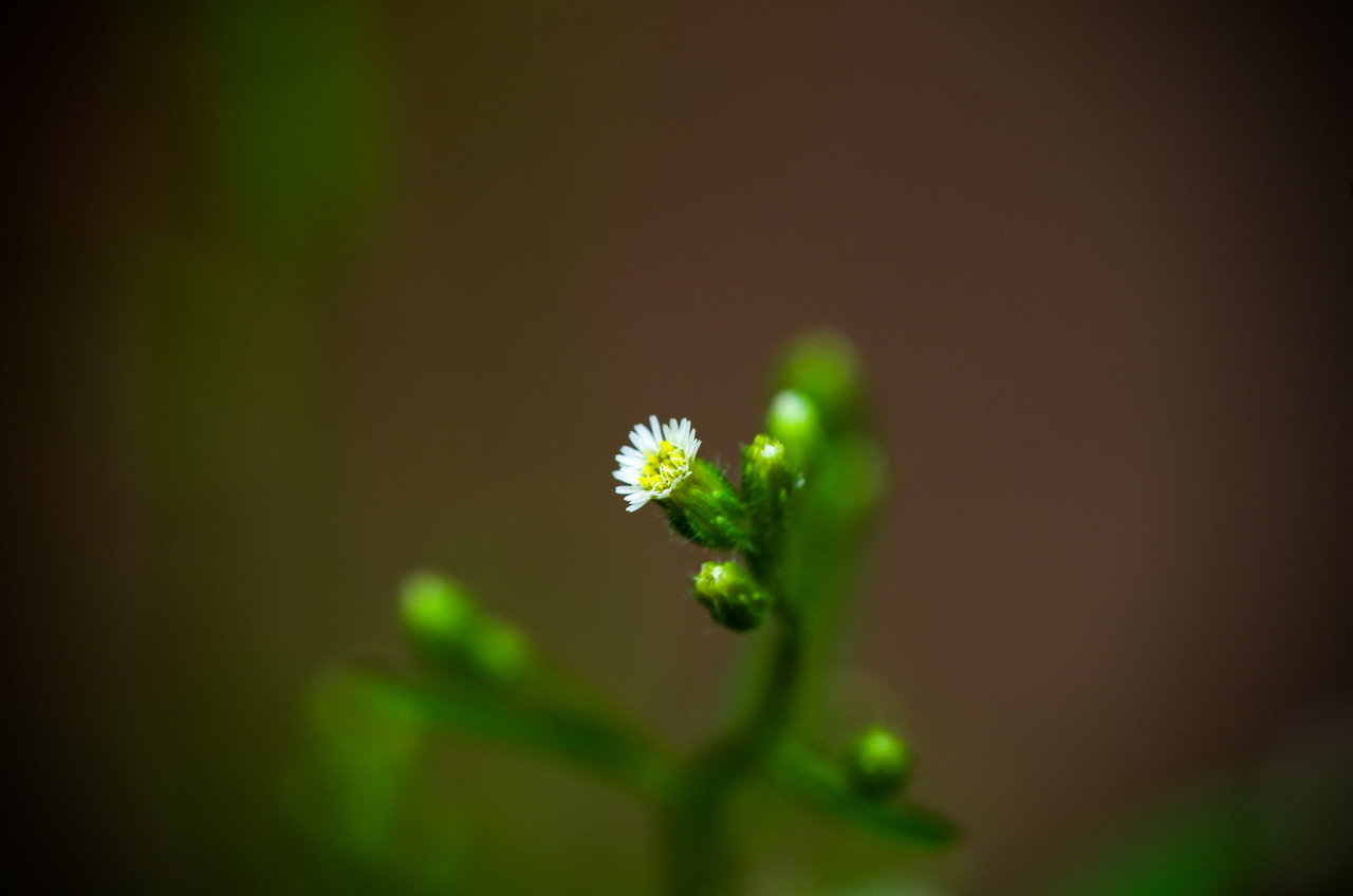 Day 21 – Choice – a tiny flower