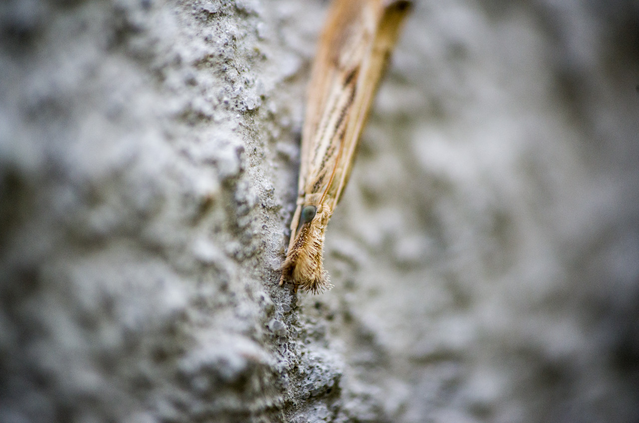 Day 26 – Choice – Moth Staredown