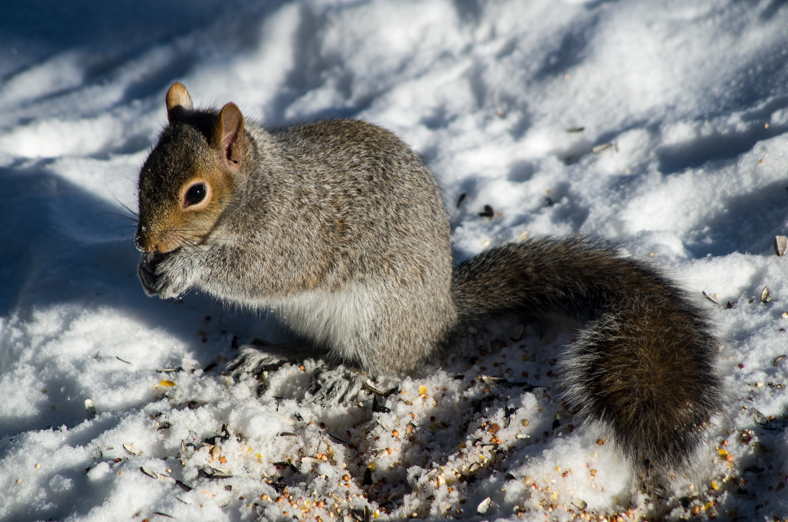 Day 24 – Squirrel Snacks
