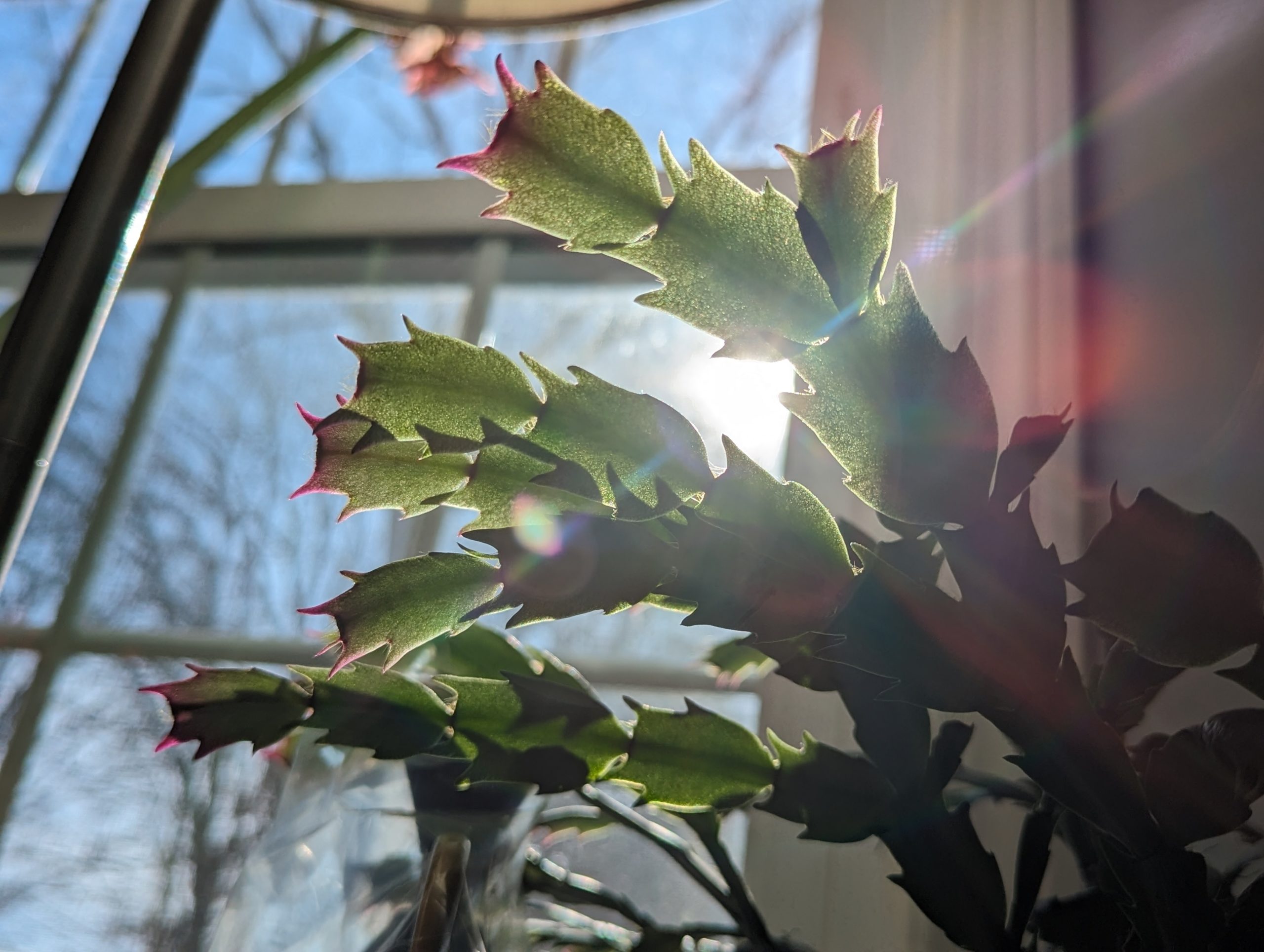 Christmas Cactus Close Up