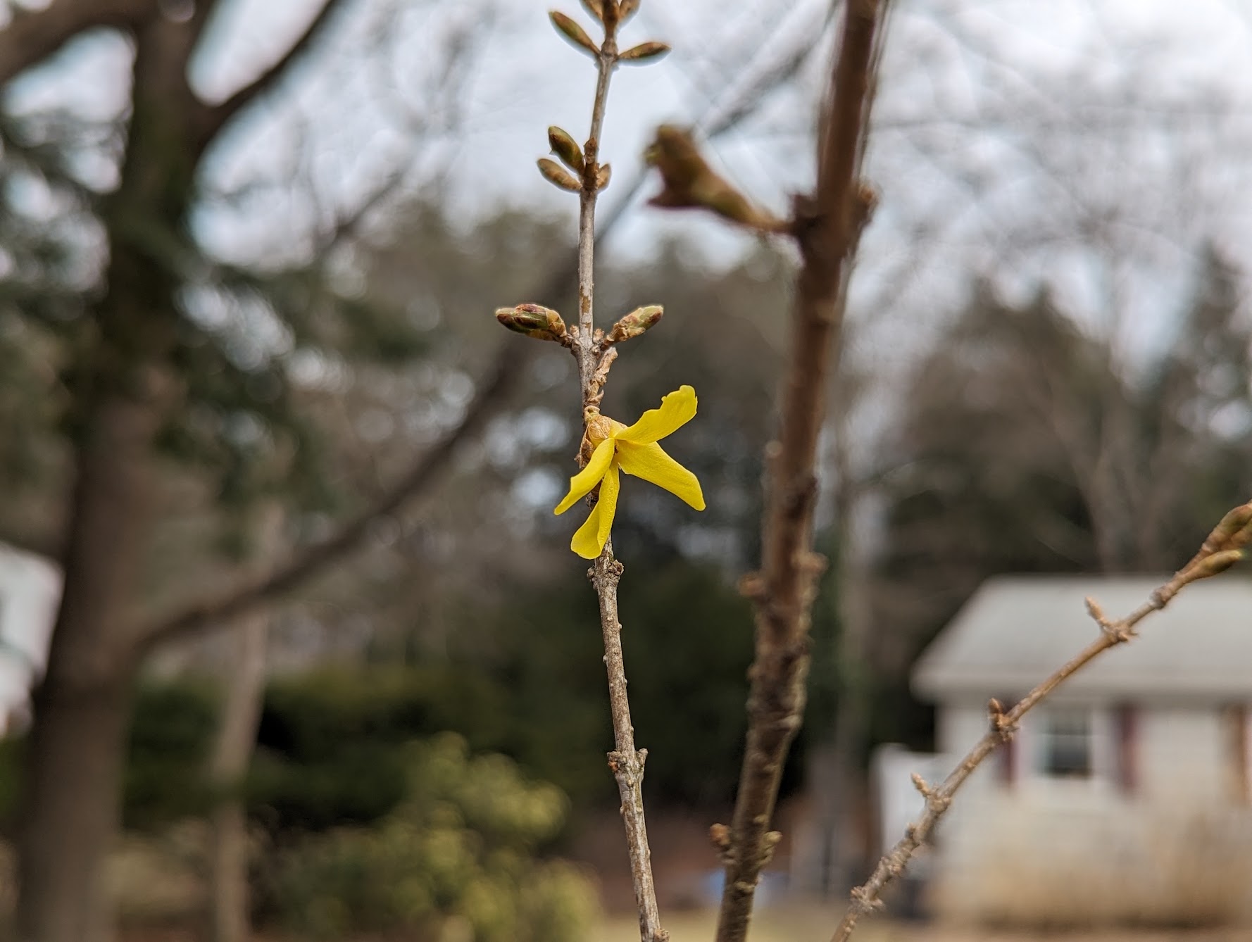The first forsythia