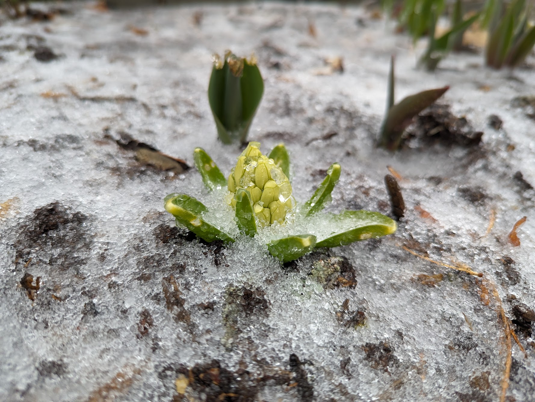 Crusty Hyacinth