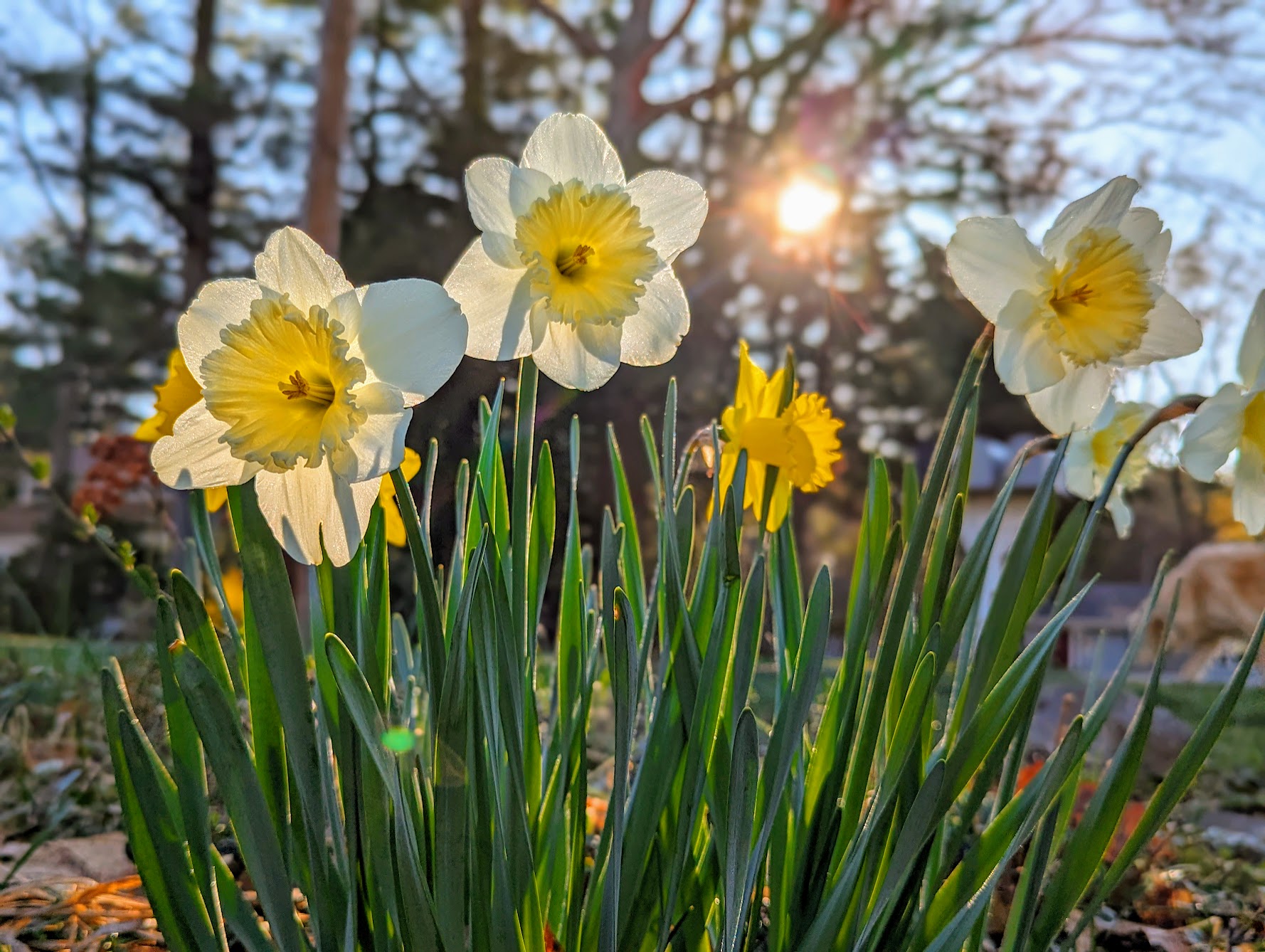 Daffodil Days