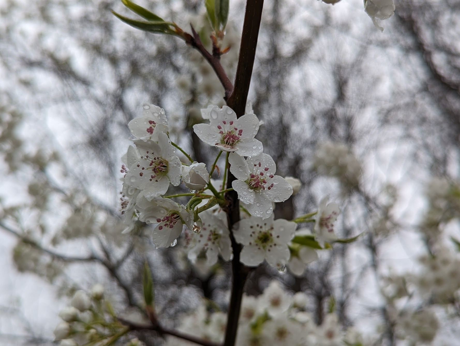 Pear flower