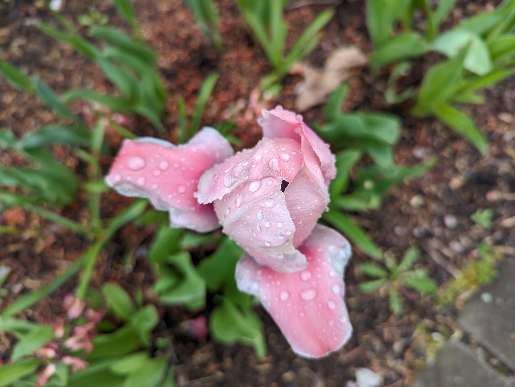 Fancy Tulip