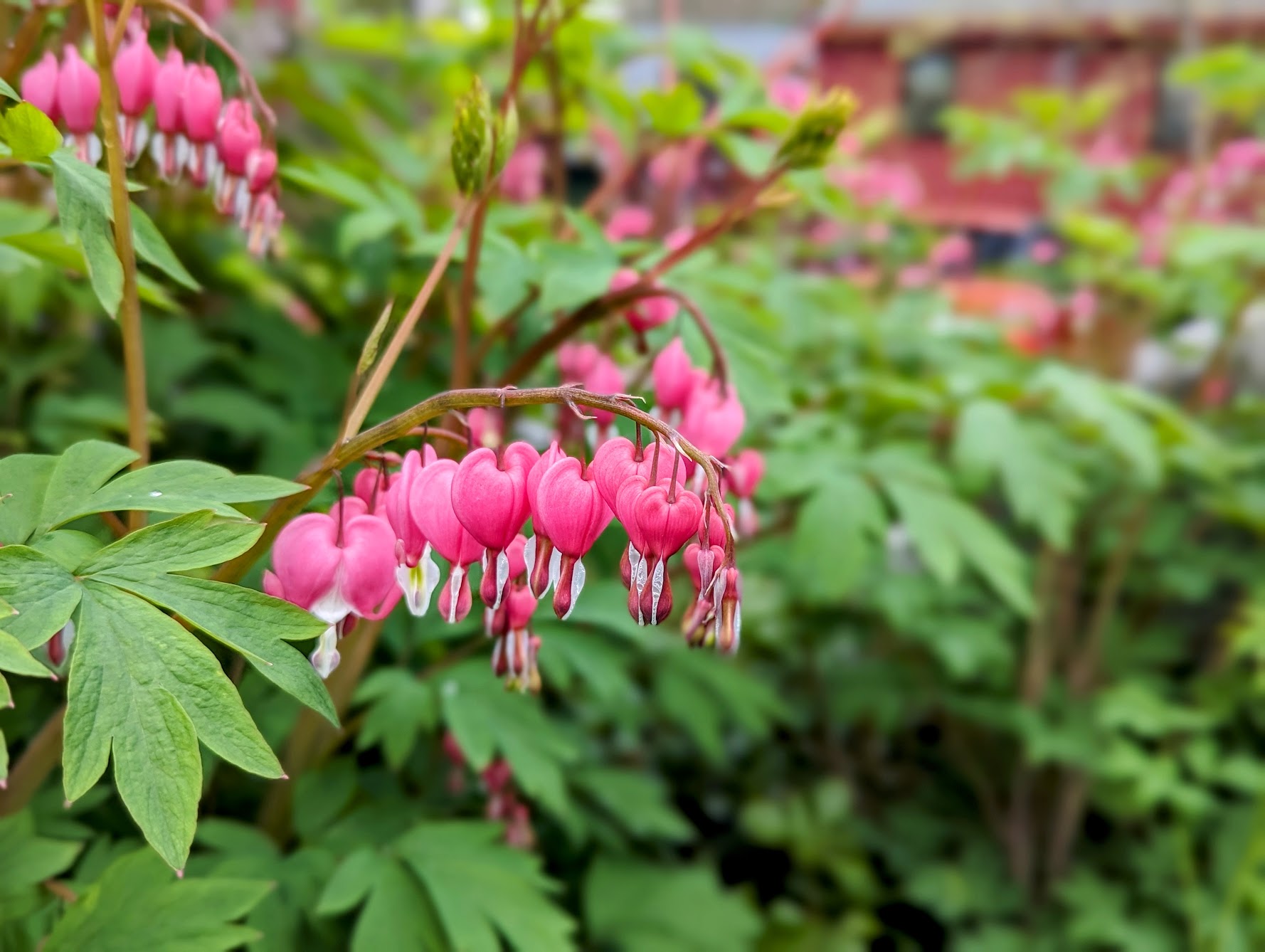 Bleeding Hearts