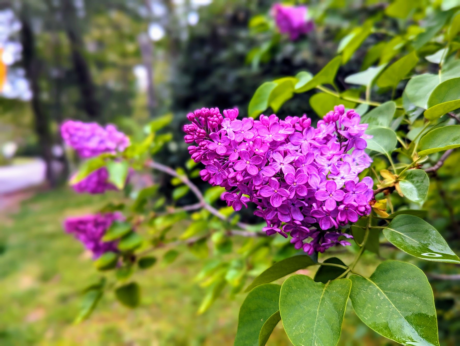 Lilacs