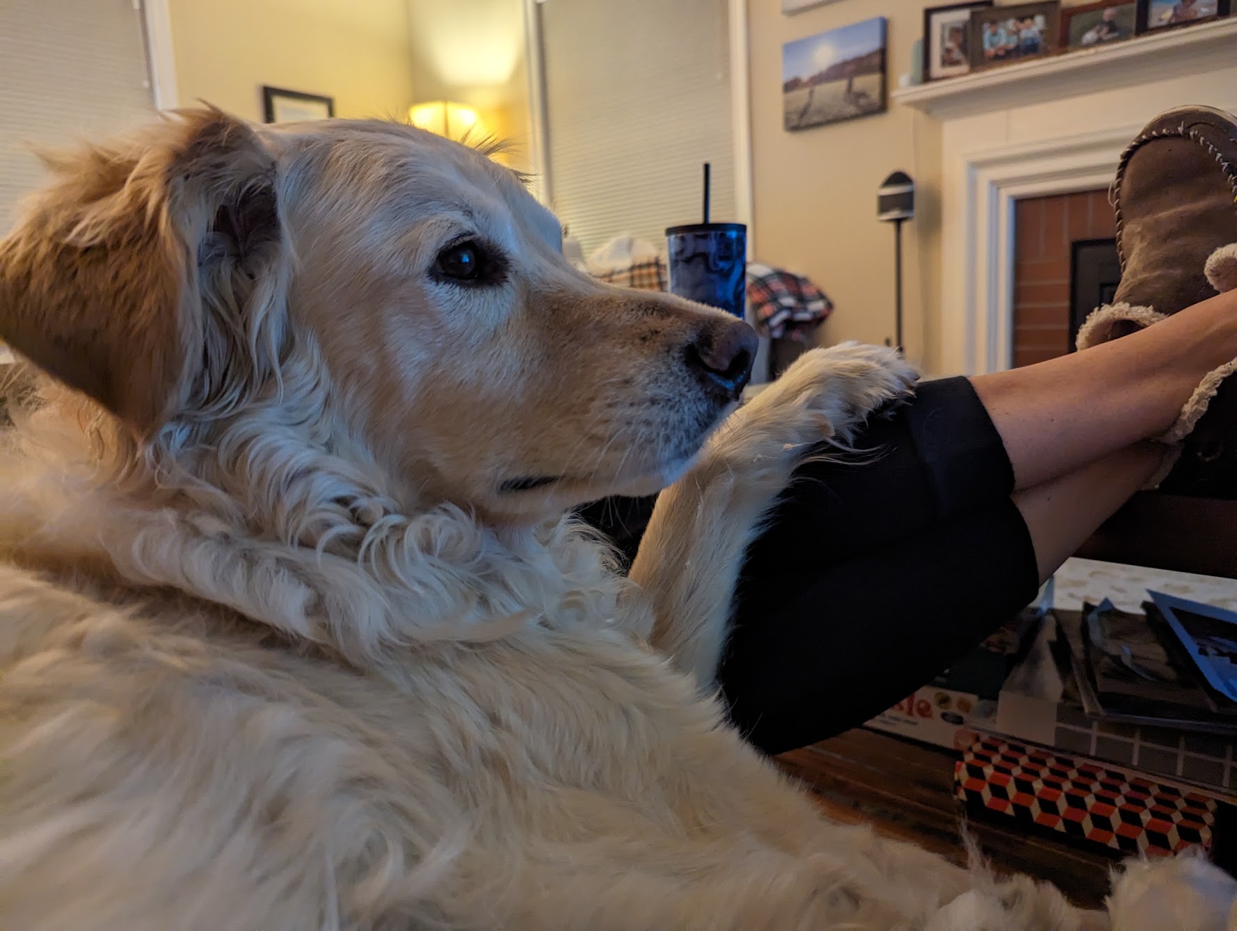 Dogs being.. not dogs
